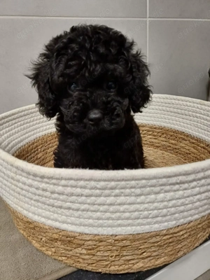 Toy Pudel welpe in Schwarz