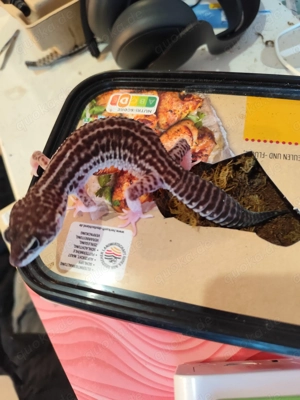 Black Night Mack super snow Weibchen 