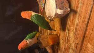 Rostkappen Papageien Paar 