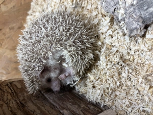 Afrikanischer Weissbauch Igel