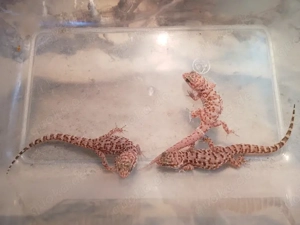 Abgabe Heteronotia binoei - Australischer Kaktusgecko 