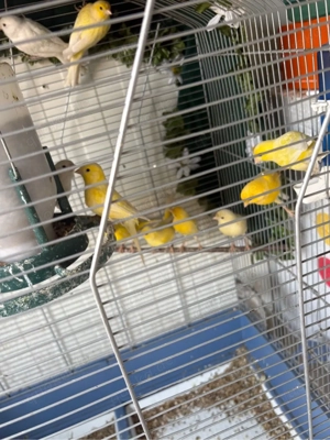 Kanarienvögel   alle einheitlich gelb und weiß