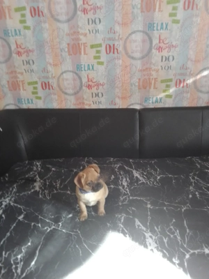 Jack Russel Mix Welpen