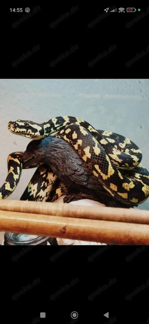 Dschungel Teppichpython 