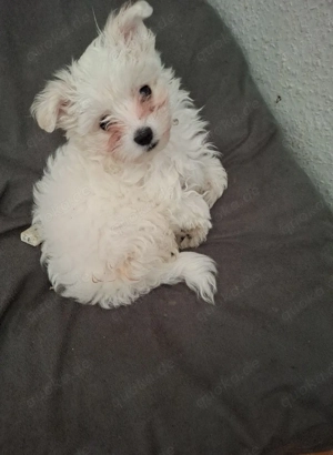 9 Wochen alter Welpe