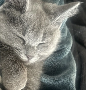 12 Wochen altes BKH Kitten, geimpft entwurmt und stubenrein + Zubehör