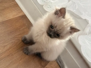 Ragdoll Kitten Babykatze - Geboren am 23.12.2025