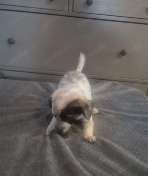 Kleine Mischling Welpen 