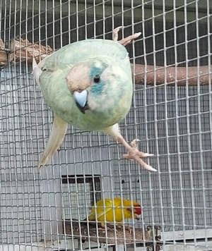 Zuchtpaar Ziegensittiche 