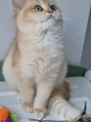 BKH golden shaded, 7 Monate alt 