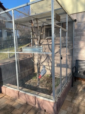 Suche Graupapagei Weibchen