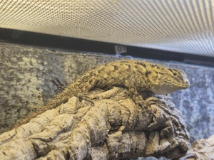 Malachit-Stachelleguan (Sceloporus malachiticus)