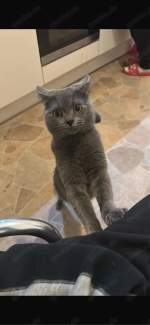 Kater Aslan sucht neues Zuhause