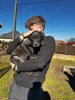 Lucas, PS in Ungarn, ist ein typischer Welpe Bild 2