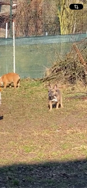 Französisches Bulldoggen Mädchen