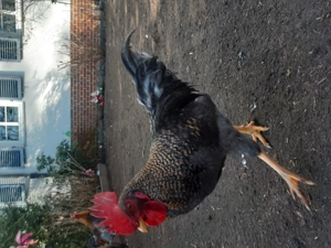 2 Jung Hähne abzugeben. 