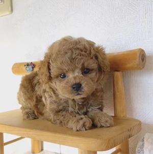 Champoin Toy Pudel Zwergpudel Welpen!!