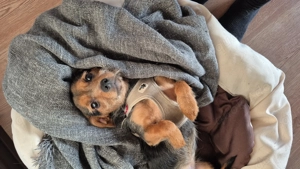 6 Monate alte Hündin abzugeben