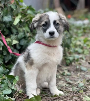 BELLA - sucht ihr Für-immer-Zuhause (wartet in Rumänien)