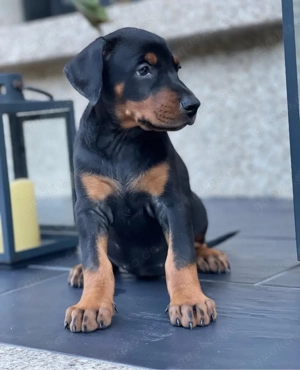 Typvoller Dobermannwelpen!!