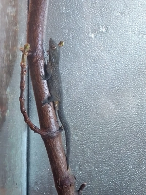 2.0. eurydoctylodes occidentalis 