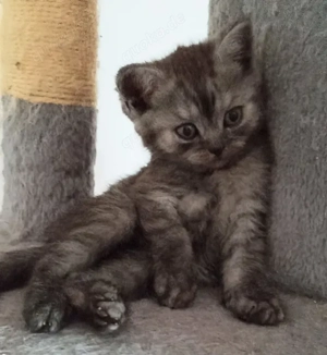 BKH wunderschöne süße kitten