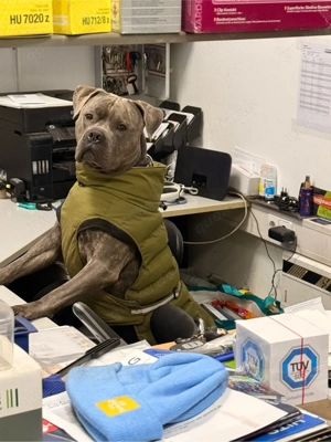 boxer bulldogge mix männlich 