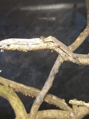 eurydactylodes occidentalis, 0.0.2., chamäleongecko