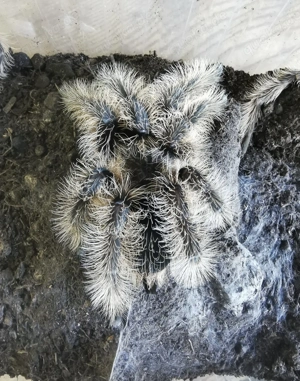 Kraushaarvogelspinne weiblich abzugeben 