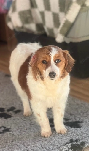Nederlandse Kooikerhondje welpen suchen neues zuhause 