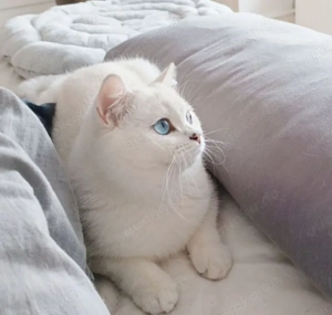 Britisch Kurzhaar Kater.