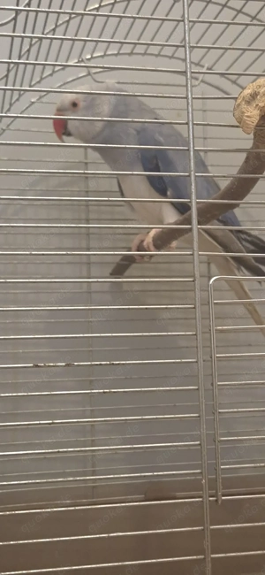 halsbandsittich weibchen 