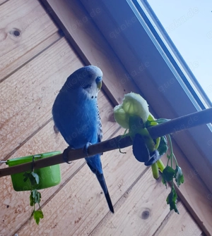 Blauer Wellensittich 