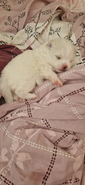 Pomeranian Zwergspitz  Bild 10