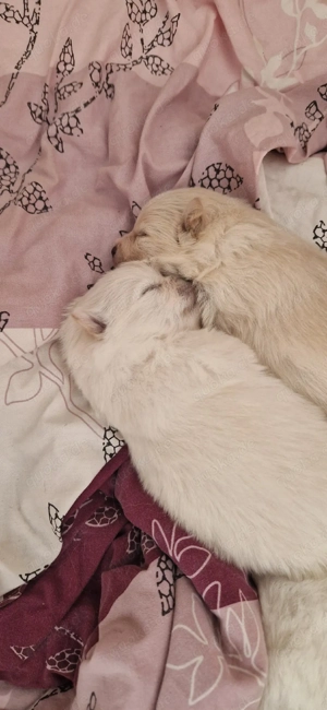 Pomeranian Zwergspitz 