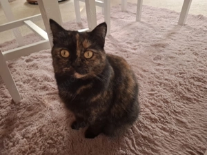 Molly Britisch Kurzhaar Katze 