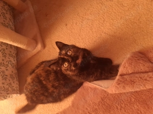 Liebe Britisch Kurzhaar Katze sucht Ihr Zuhause 