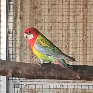 1,0 Prachtrosella abzugeben 