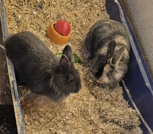 2 kaninchen suchen neues Zuhause 
