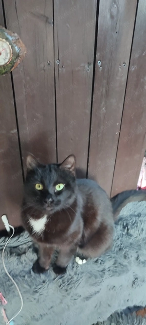  Kater!  Heilige Birmamix !