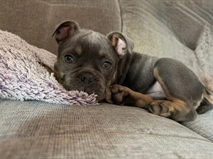 Alternativ Bulldogge 13 Wochen alt 