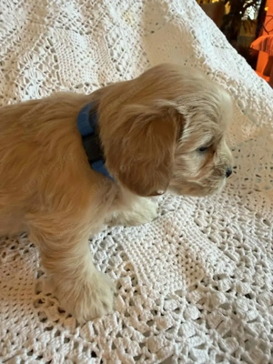 Vier entzückende Maltipoo-Welpen