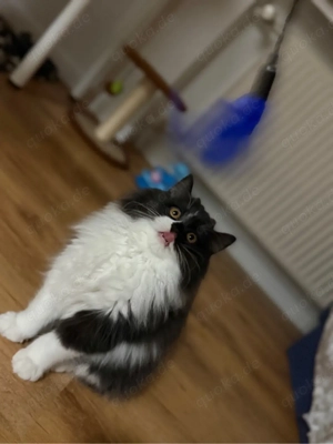 Zwei Perserkatzen abzugeben - liebevolles Zuhause gesucht