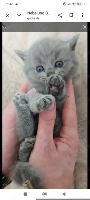 Nebelung +BKH (Heilige Birma)