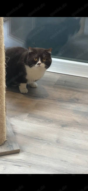 Bkh Deckkater Chocolate-white 