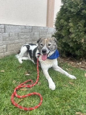 Benny - Traumhund sucht seine Chance