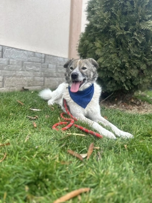 Benny - Traumhund sucht seine Chance