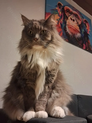 2 Maine Coon Mix Kater 