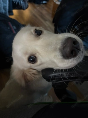 Golden Retriever 9 Monate