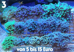 Meerwasser Korallen-Ableger !! Expressversand !!